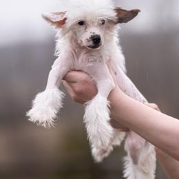Versace Hairy Hairless - White male Chinese Crested puppy in Kentucky from Qilin Chinese Crested