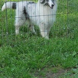 Bulldog and Shetland Sheepdog Puppies from Smooch-A-Bulls English Bulldogs & M&M Shelties
