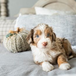 Aussiedoodle, Bernedoodle, and Poodle Puppies from Doodle Belle Puppy
