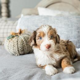 Aussiedoodle, Bernedoodle, and Poodle Puppies from Doodle Belle Puppy