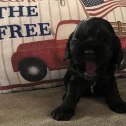 Cocker Spaniel Puppies from Anastasia Knight's Cocker Spaniels