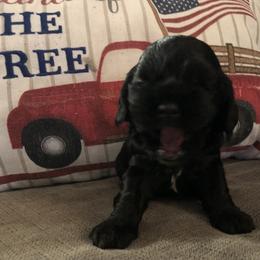 Cocker Spaniel Puppies from Anastasia Knight's Cocker Spaniels