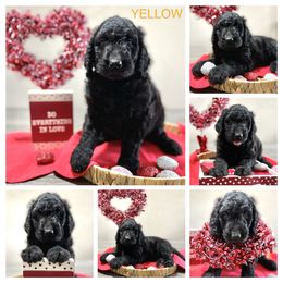 Goldendoodle Puppies from Charming Doods