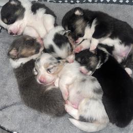 American Corgi and Pembroke Welsh Corgi Puppies from High Cotton Corgis