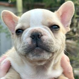 Boba Fet or Bubba - Cream male French Bulldog puppy in Enid, Oklahoma from Herell's French Bulldogs