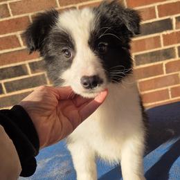 Boy 2 Champion Pedigree - Black male Border Collie puppy in Newalla, Oklahoma from Roughstock Border Collies and Dachshunds