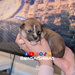 KIMI - Red female Shiba Inu puppy in Minnesota from BonsaiShibas