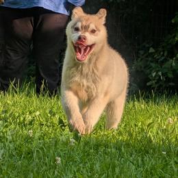 Dice - Red and white male Siberian Husky puppy in Amery, Wisconsin from Liberty Siberians