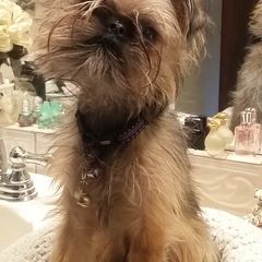 Brussels Griffons from DreamMaker FBD