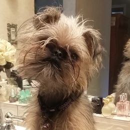 Brussels Griffons from DreamMaker FBD