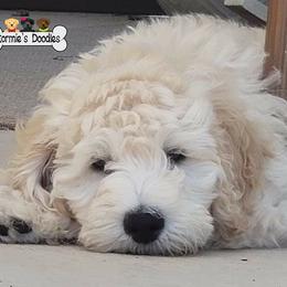 Goldendoodle Puppies from Stormie's Doodles