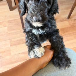 Brown collar.. aka Happy Feet - Black male Goldendoodle puppy in Las Vegas, Nevada from Doodles by Design