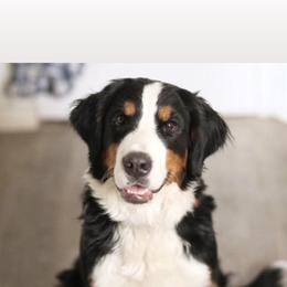 Freya - Bernedoodle