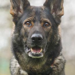 Akira - German Shepherd