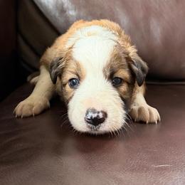 Girl 1 - Sable female Border Collie puppy in Oroville, California from Coalcyn Kennels