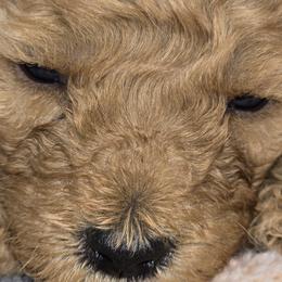 Poodles from Moving and Grooving Pups