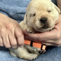 Orange Collar - Yellow male Labrador Retriever puppy in Ocala, Florida from SoFlo Labradors