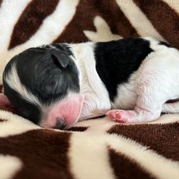 DayZee - Parti female Poodle puppy in Mineral Wells, Texas from S.H.A.R.P.’s Toy Poodles