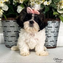 Maisy - Black and white female Shih Tzu puppy in Sanger, California from Cerda’s Precious Paws