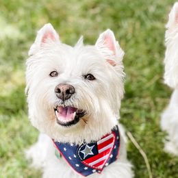 Giant Schnauzers and West Highland White Terriers from Diamond in the Ruff