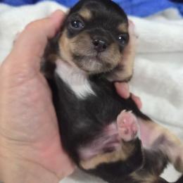 Dune - Black and tan male Chihuahua puppy in Buffalo, New York from CristinaXio Chihuahuas
