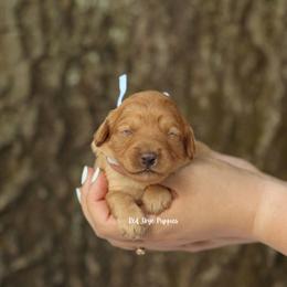 Duchess (Light Blue Collar Female) - Apricot female Cavapoo puppy in Republic, Missouri from Red Skye Puppies
