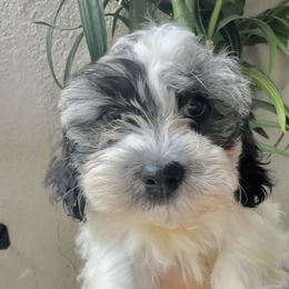 Havanese Puppies from Havanese Loves