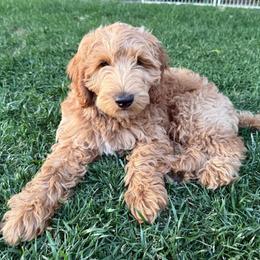 Honcho - Caramel cream male Labradoodle puppy in Lancaster, California from Mini Doodles
