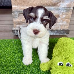 Toby - Parti male Miniature Schnauzer puppy in Canyon Lake, Texas from Chambers Schnauzers
