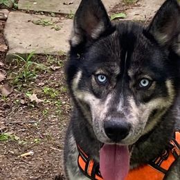 Siberian Huskies from Timber Town Tails