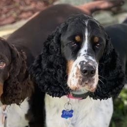 English Springer Spaniels from Lassale Springers