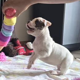 Taffy - White and brindle female American Bulldog puppy in Three Rivers, Michigan from Jemms Kennels
