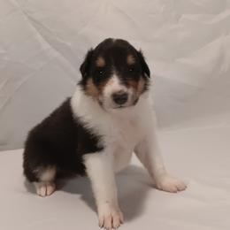 Bernie Boy 3 sky blue collar - Black white and tan male Collie puppy in Salem, Indiana from Living Blessed Collies