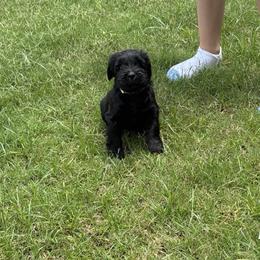 Pink - Black female Giant Schnauzer puppy in Northport, Alabama from Lugo Giant Schnauzers