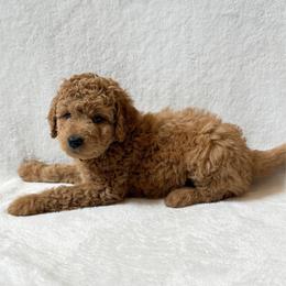 Girl 5 - Apricot female Goldendoodle puppy in Valley Farms, Arizona from Gall’s Doodle Ranch