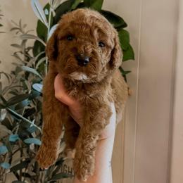 Rodeo (Our Lone Star State litter) - Red  male Goldendoodle puppy in Hopkins County, Texas from Boutique Doodles