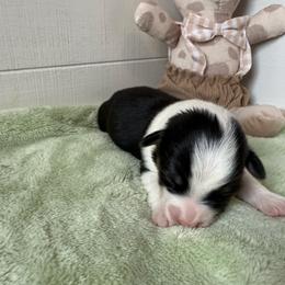 Ranger - Black and tan male Pembroke Welsh Corgi puppy in Scottown, Ohio from Wyndy Ridge Corgis
