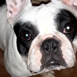 Cane Corso, French Bulldogs, and Pugs from Winnfall Farms