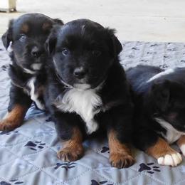 Onyx - Black tri female Toy Australian Shepherd puppy in Okeana, Ohio from Fetching Toy Aussies
