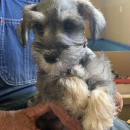 Miniature Schnauzer Puppies from Circle R Ranch