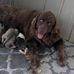 Luna - Newfoundland