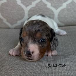 Luna - Dapple female Dachshund puppy in Joshua Tree, California from Desert Dreams Ranch