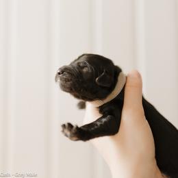Cash - Grey Collar - Black male Goldendoodle puppy in Newell, Iowa from Front Porch Goldens