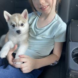 Pomsky Puppies from Mischa Nelson