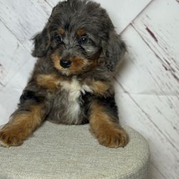Mini Bernedoodle Male 2 - Blue merle male Bernedoodle puppy in Belgreen, Alabama from Scott’s Farm Poodles and Doodles