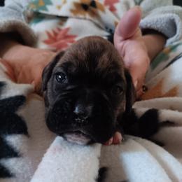 Brindle girl - Brindle female Boxer puppy in Morriston, Florida from Like The Wind Boxers