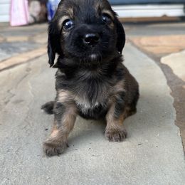 Sunflower - Black and tan female Dachshund puppy in Cleveland, Georgia from Memaw’s Minis Babies Doxies