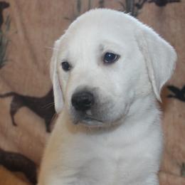 Reno Sacramento Tucker - Yellow male Labrador Retriever puppy in Spring Creek, Nevada from Badland Kennel