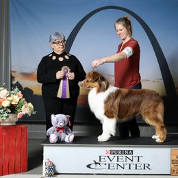 Yukon - Australian Shepherd