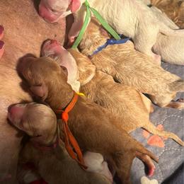 Green Collar - Parti male Goldendoodle puppy in Watertown, New York from True Friend Doodles